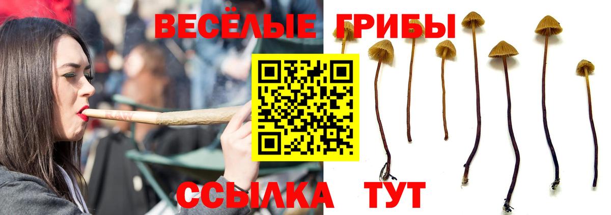цены наркотик  Галлюциногенные грибы Psilocybe  Псилоцибиновые грибы MAGIC MUSHROOMS  Вход с VPN  Павловский Посад 